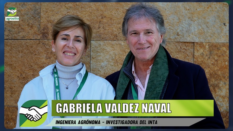 Modelos de manejo para producir 10.000 kg/ha de Maíz en el Norte; con Gabriela Valdez - INTA