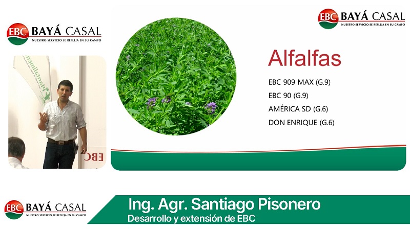 ¿Qué hay de nuevo en semillas de Forrajeras, verdeos y de servicios; con S. Pisonero - Baya Casal