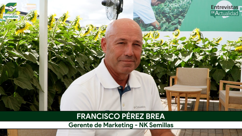 Lo nuevo en Girasol: NK3949 CL con alto rinde y buena performance en diferentes ambientes; con F. Pérez Brea - NK Semillas