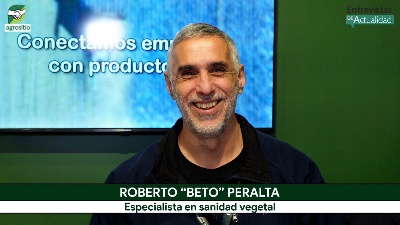 Beto Peralta advierte: presión inusual de chicharrita en Maíz desde agosto en zonas de Córdoba y Santa Fe