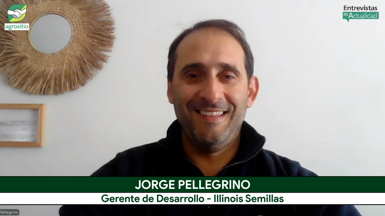Illinois 7575 Vip 3: el híbrido tropical precoz tolerante a chicharrita; con J. Pellegrino - agrónomo